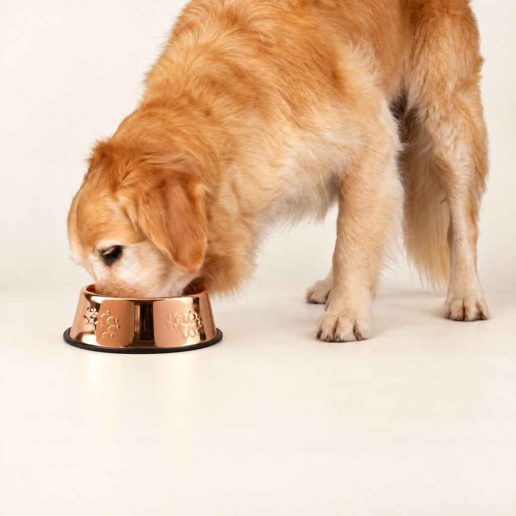 PAW Food Bowls -  Single Copper Style - 22cm - Stainless Steel (304)