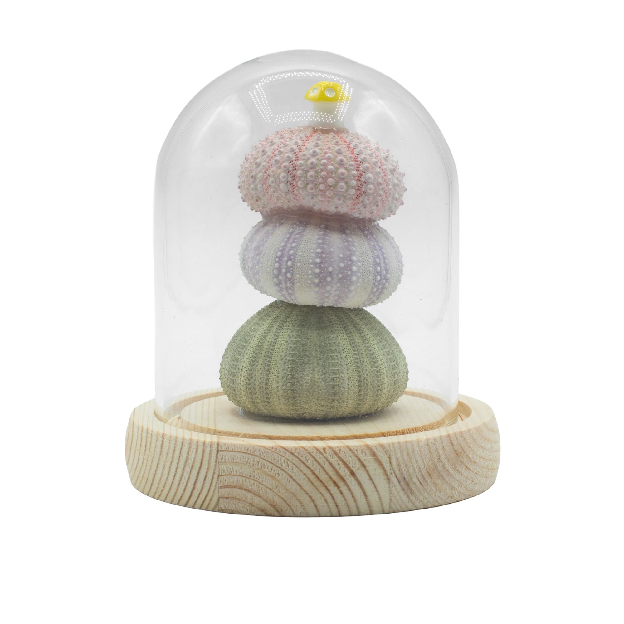 Floral Glow Garden Dome - Sea Urchins
